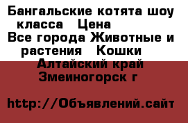 Бангальские котята шоу класса › Цена ­ 25 000 - Все города Животные и растения » Кошки   . Алтайский край,Змеиногорск г.